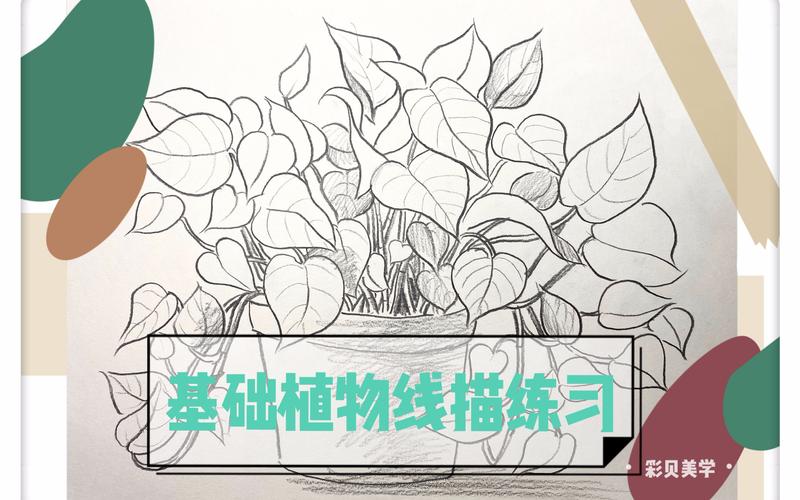 线描植物绿萝写生