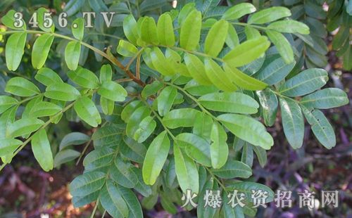 清香木怎么施肥清香木浇水清香木扦插清香木修剪