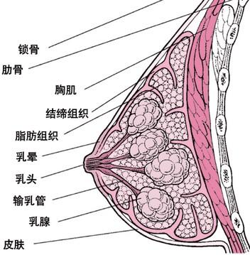 乳腺导管扩张症手术—微创保乳术 安全 美观