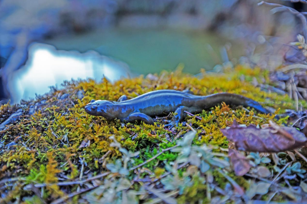 《中国小鲵》 拍摄人:舒仁庆《金丝猴》 拍摄人:舒仁庆