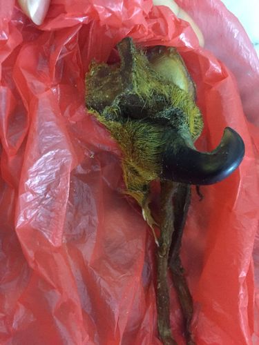 有会辨别真虎爪的吗