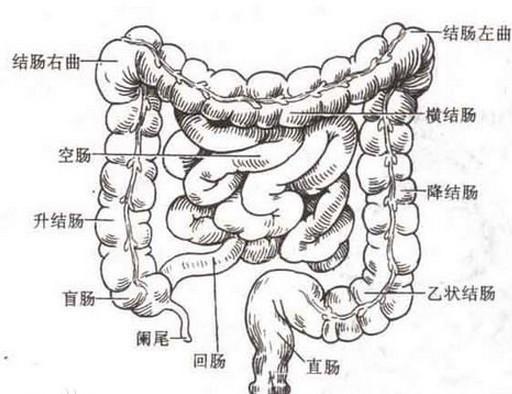 小肠分为:十二指肠,空肠及回肠.