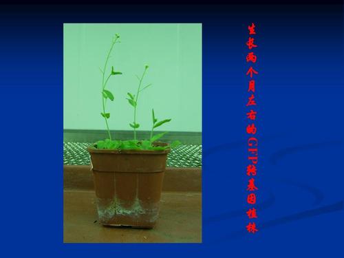 1 转基因拟南芥培养ppt