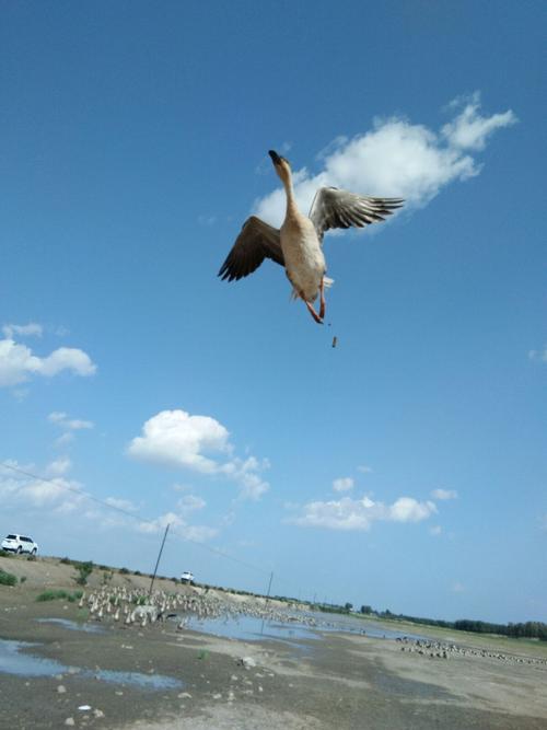 我是一只小小鸟要飞的更高,在天空中自由的飞翔,飞呀!飞呀!