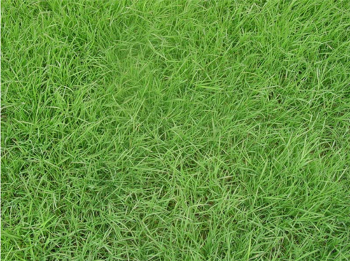 马尼拉草坪|浙江马尼拉草皮