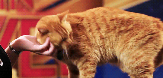 惊奇队长的橘猫大火被网友恶搞做成表情包