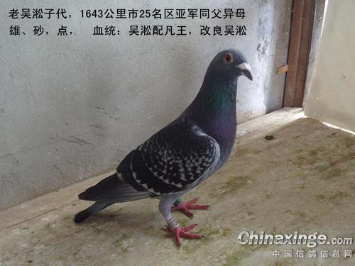 酒香也怕巷子深 秀秀我的吴淞鸽(图)-中信网信鸽园地