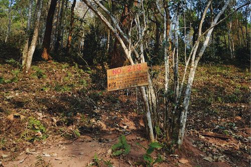 10个关键词告诉你:真曼松为何一泡难求?百年贡茶仅余327棵古树!