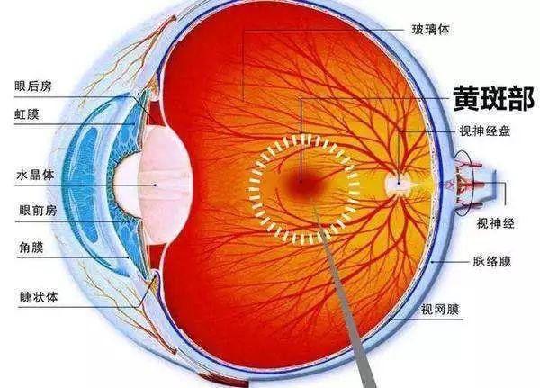 黄斑是眼底的一个正常解剖部位,所以,无论老幼每个人都必定有这块"