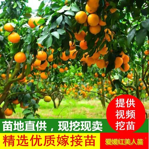 红美人柑橘_红美人爱媛38号果冻橙苗不知火丑柑橘春见耙耙柑嫁接果树