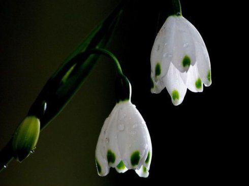 [转载]326@365 今日小雪:雪滴花一个好听的名字