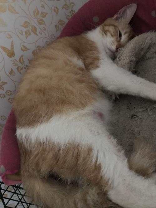 猫咪羊水破了,一直没有要生的样子
