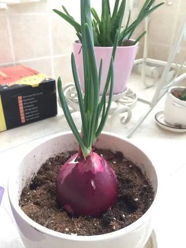 将洋葱养得肥胖饱满并不难,控制洋葱身材的小诀窍!