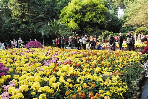 相约成都人民公园第58届菊花展赏菊正当时