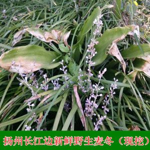 新鲜麦冬 沿阶草 麦门冬寸冬麦冬根 野生麦冬根50g野生草药材现挖