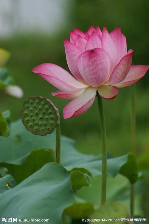 我爱莲,莲花让我醉在幸福的春天里!