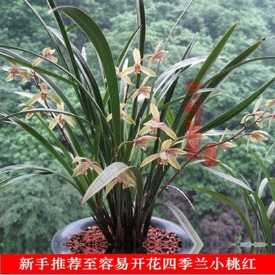 至爱开花第二名新手推荐建兰金边小桃红易带花苞四季兰花苗盆栽花