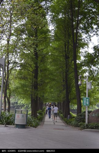 广州东山湖公园里的林荫道