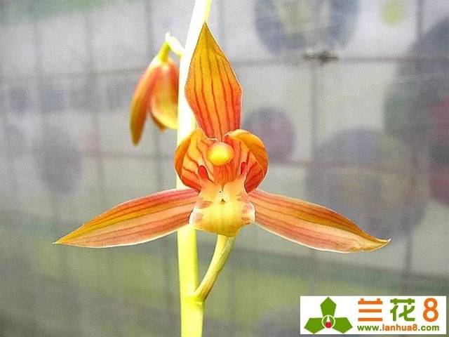 墨兰橙黄色花传统品种-瑶琳胭脂