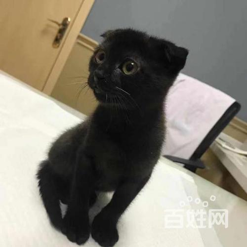 黑猫孟买猫抖音千岁岁