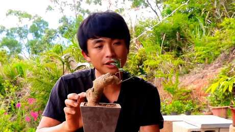 盆景教学:雀梅盆景修剪技巧,有喜欢雀梅的朋友的吗!