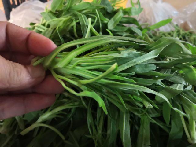 别忘了有一种与小麦共生的野菜,这野菜俗称——"面条菜",是一种大家都