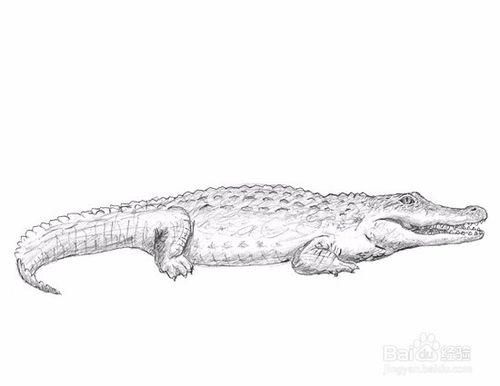 如何画一条鳄鱼——加菲的吃货生活