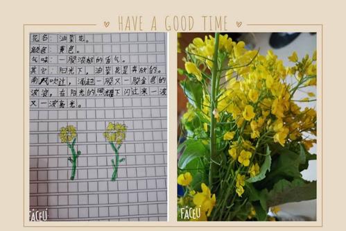 金黄的油菜花是今天诗涵小朋友做记录卡的朋友在她的好句中,我仿佛置