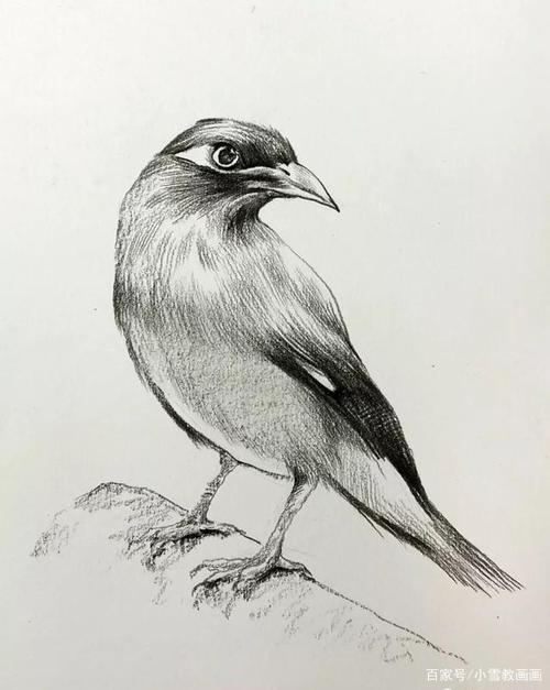 你画过小鸟吗?教你用素描快速画一只小鹩哥鸟