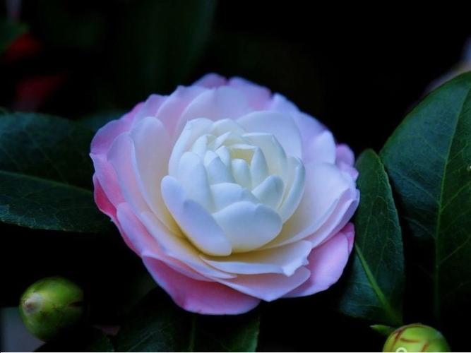 这是一朵名叫"心愿"的茶花,是不是很好看!