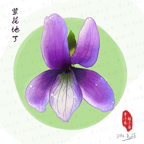 手绘植物-紫花地丁