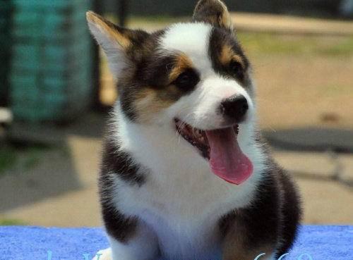 高贵女皇气质 柯基幼犬出售 聪明伶俐健康纯种