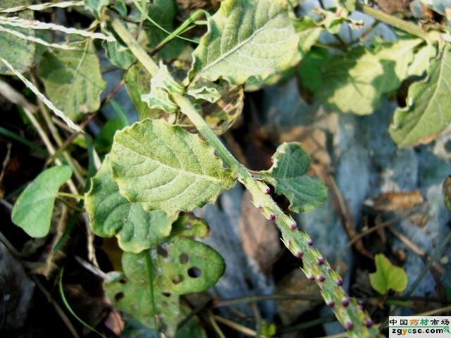 虎鞭草,知道的把虎鞭草的作用说一下 & 