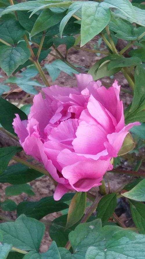 山东省菏泽市牡丹区丹阳路靠近尚德文化英雄传说培训基地