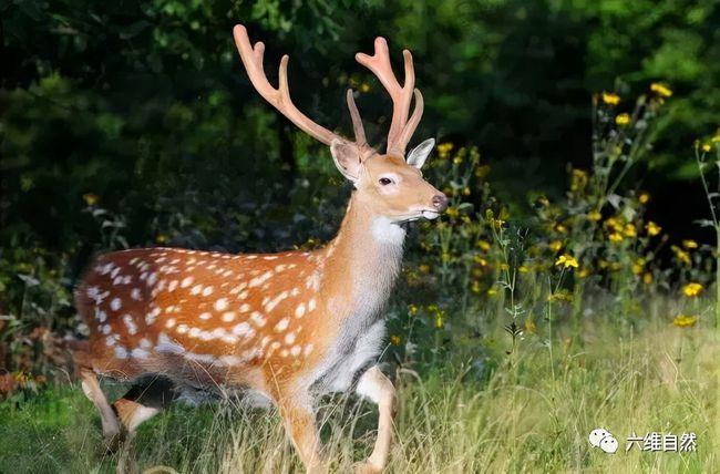 江西一只野生梅花鹿下山寻找食物却被狗狂追只能跳进水沟躲避