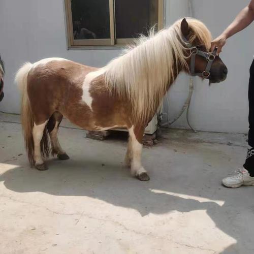 矮马幼苗出售 济南矮马出售价格