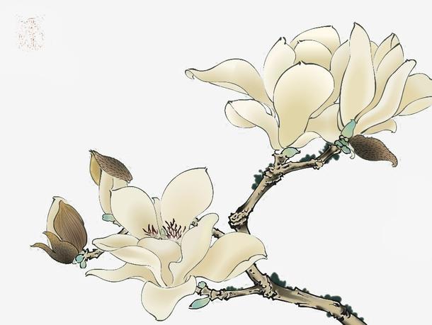手绘水墨版的玉兰花