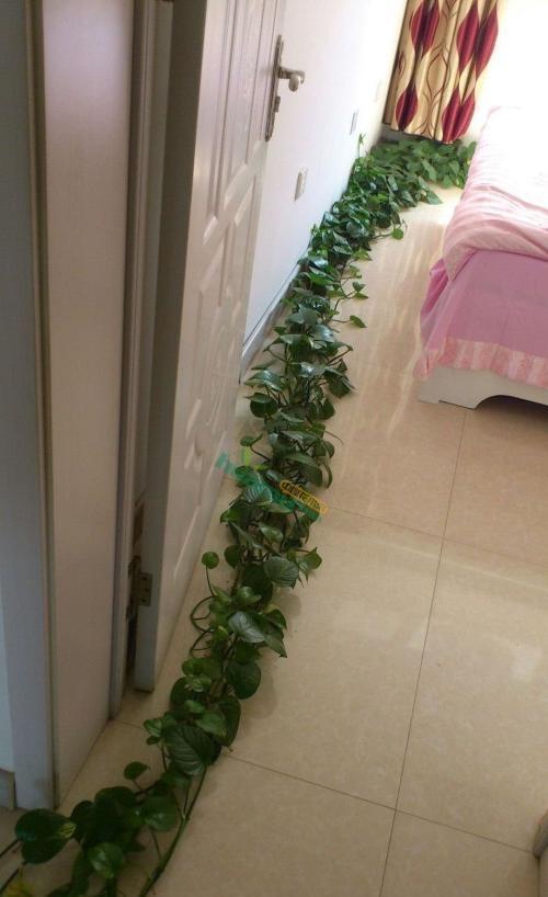 绿萝长的太慢浇点它吧叶子天天变大从6米再到爬满屋