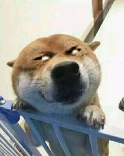 一只柴犬趴在栏杆上的原图!这个的原图