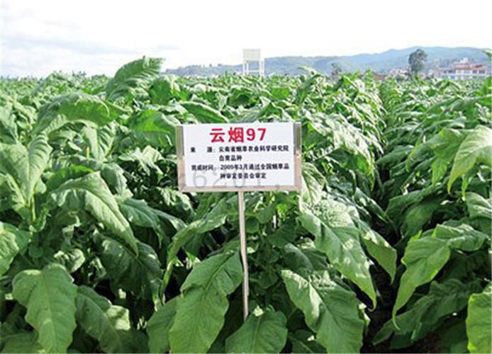 云烟烟草种子烤烟中高高端草种烟叶发芽家庭园艺种子