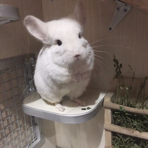 家有龙猫一两只一只白色一只深咖色