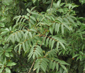 木蜡树根植物形态-木蜡树