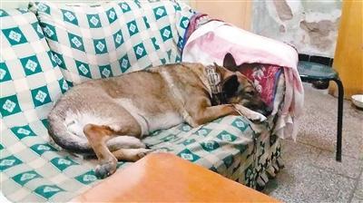 主人去世爱犬绝食8天 卧在沙发上一蹶不振