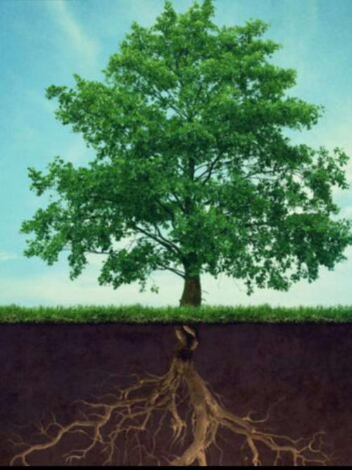 植物的根,茎,叶——植物拼图