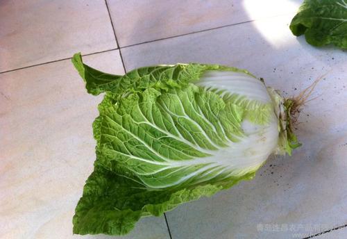 2013年新鲜大白菜 胶州大白菜 出口级优质大白菜