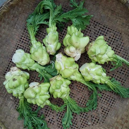 特产农家生榨菜襄阳大头菜新鲜蔬菜时令菜芥菜伍斤