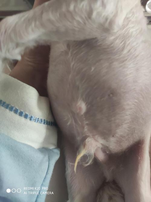 讨论|【讨论】狗狗肚子上有个包是什么啊