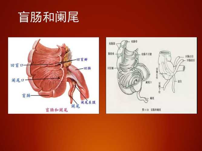 医路向前阑尾解剖及治疗ppt