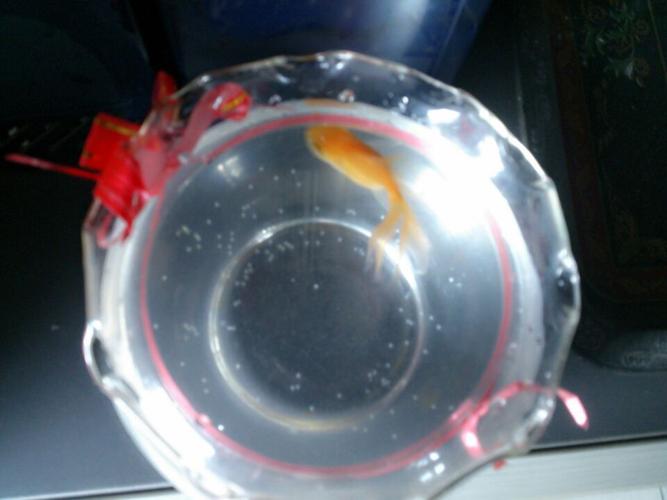 小金鱼鱼缸底部附着白色小颗粒