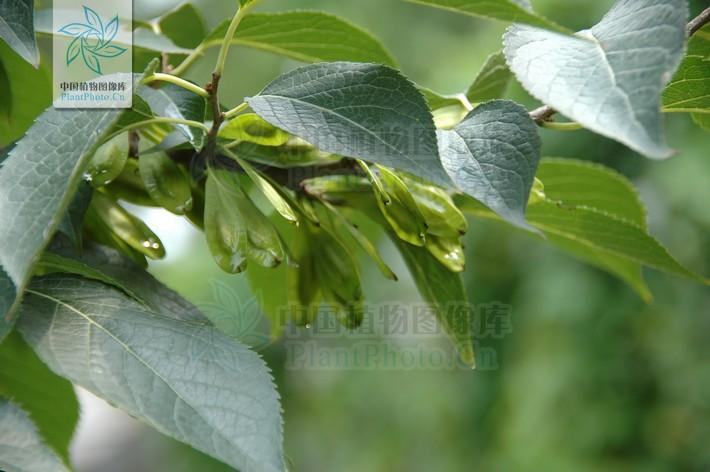 杜仲 eucommia ulmoides